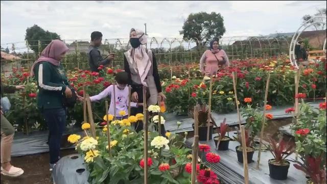 Menyapa Pagi Bersama Hamparan Bunga  nan Cantik di  Kaki 