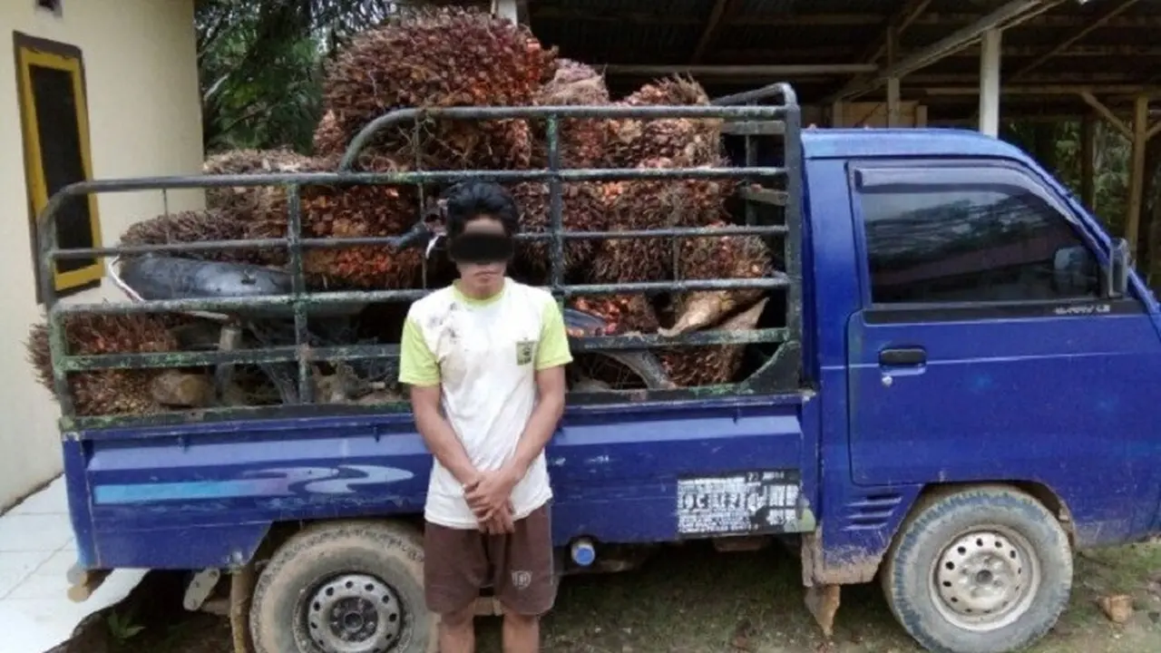 Pencurian buah sawit Jambi