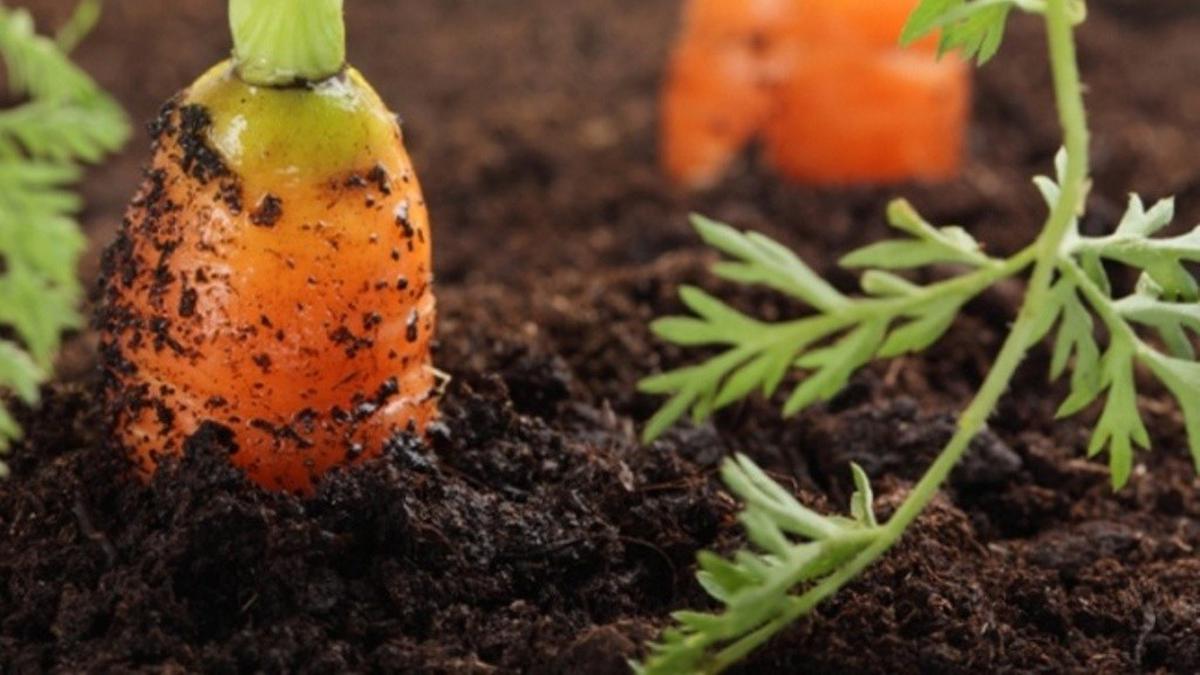 Cara Menanam Wortel di Polybag, Mudah untuk Pemula, Panen Melimpah di Rumah