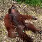 Seekor orangutan dibunuh dan dagingnya dibagikan untuk dikonsumsi atau dimasak di Kapuas, Kalimantan Tengah. (Foto: Istimewa/Rajana K)