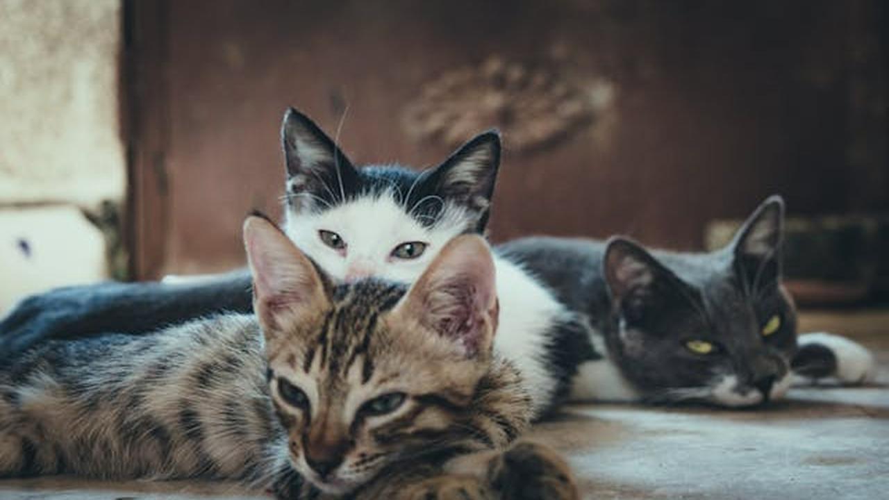 Tips Membuat Kucing Tetap Nyaman di Rumah Sendirian ketika Ditinggal Liburan