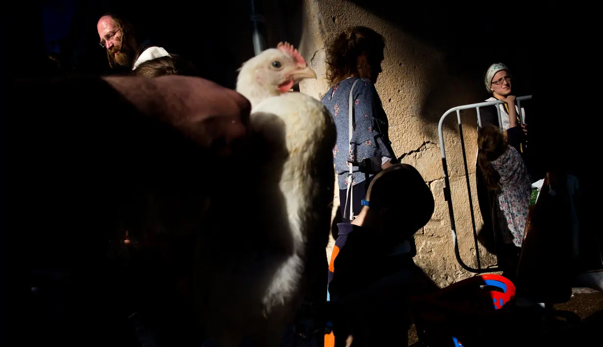 Pria Yahudi ultra-Ortodoks memegang ayam selama ritual Kaparot di Bnei Brak, Israel, Minggu (16/9). Praktik ini dilakukan dengan mengayunkan ayam memutari kepala seseorang sebanyak tiga kali dengan iringan doa-doa. (AP/Oded Balilty)