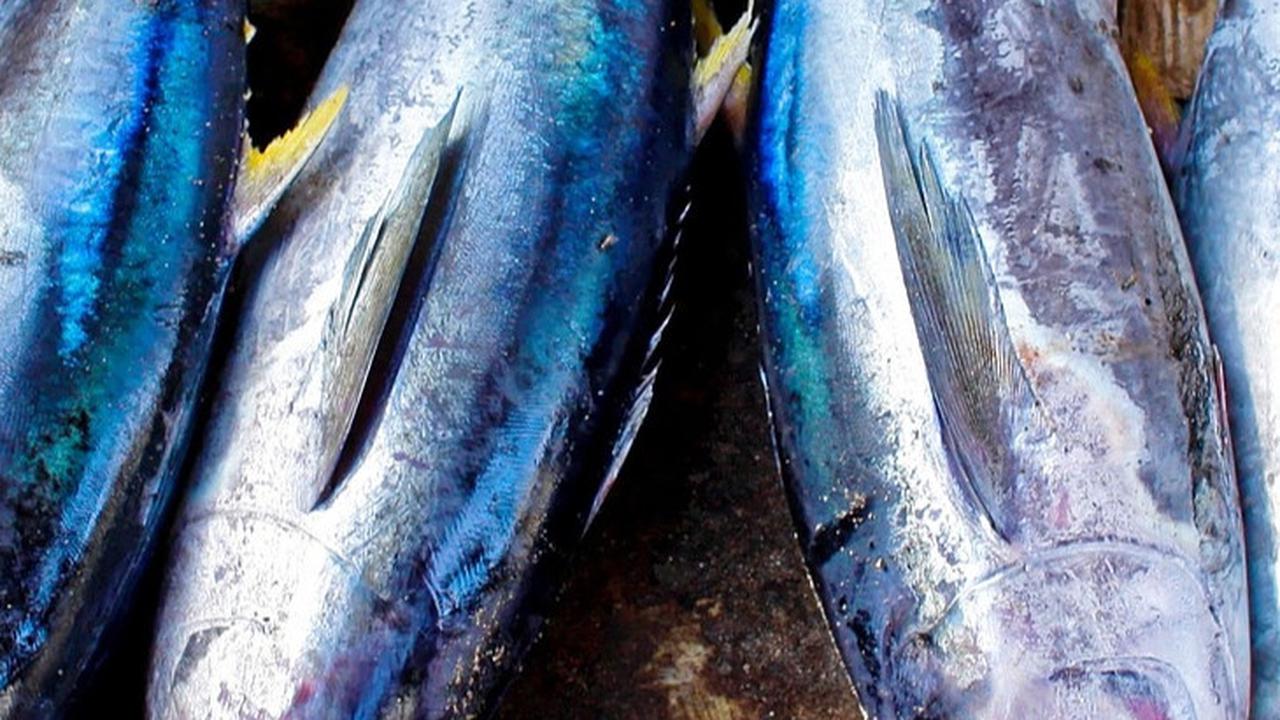 Punya Potensi Besar, Menteri Trenggono Ajak Turki Investasi Budidaya Ikan Tuna di Indonesia
