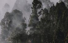 Melihat Hutan Larangan Leuweung Gede di Ciamis, Dikeramatkan Warga dan Pernah Dapat Penghargaan Kalpataru