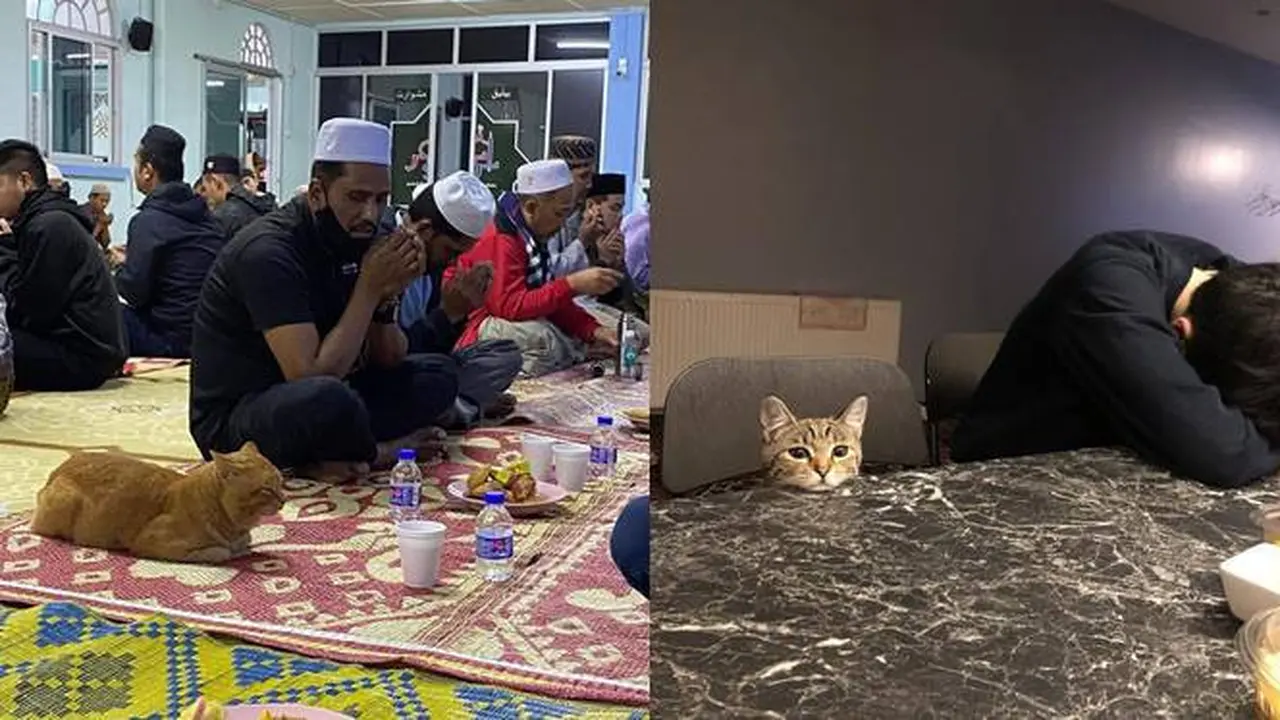 8 Potret Kucing Kalau Ikut Jalani Ramadhan, Ekspresinya Kocak Waktu Sahur