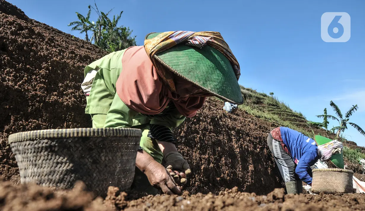 Aktivitas petani bawang merah di lahan pertanian berkonsep terasering, Desa Sukasari Kidul, Kecamatan Argapura, Majalengka, Sabtu (29/1/2022). Kabupaten Majalengka sendiri tercatat sebagai penghasil bawang merah nomor tiga terbesar se-Provinsi Jawa Barat. (merdeka.com/Iqbal S Nugroho)