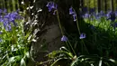 Bunga-bunga bluebell liar, yang mekar sekitar pertengahan April mengubah hutan menjadi hamparan biru seperti karpet di Hallerbos, juga dikenal sebagai "Hutan Biru", dekat kota Halle, Belgia, Rabu (15/4/2020). Tahun ini keindahan hamparan bunga itu ditutup karena pandemi Covid-19. (JOHN THYS/AFP)
