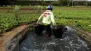 Petani mengambil air untuk menyiram sayuran di lahan pertanian di Jakarta, Selasa (23/12). Suku Dinas Pertanian dan Kehutanan Jakarta Utara mencatat 90 persen dari 528 hektare lahan pertanian dimiliki oleh perusahaan pengembang. (Liputan6.com/JohanTallo)