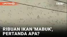 Heboh! Ribuan Ikan Muncul ke Permukaan Sungai Ciujung