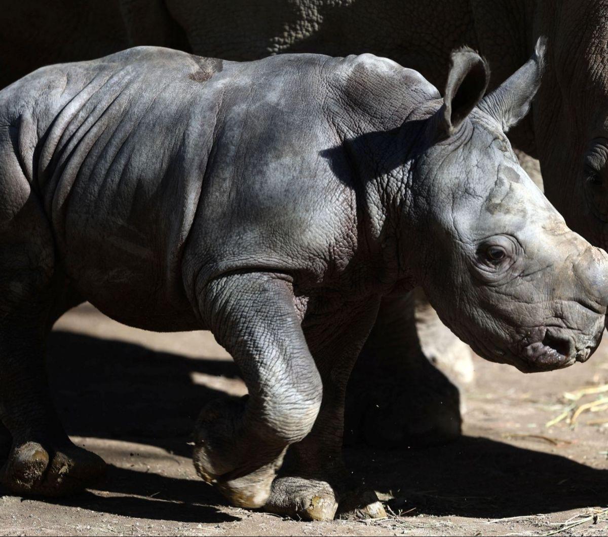 Kebun Binatang Buin di Santiago, Chile, baru-baru ini tengah berbahagia menyambut kelahiran seekor badak putih yang diberi nama Silverio. Foto: RAUL BRAVO / AFP<br>