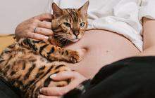 Ibu Hamil dan Kucing Kesayangan: Mitos dan Fakta