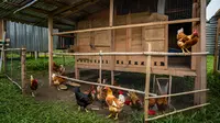 7 Desain Kandang Ayam 100 Ekor di Lahan Sempit, Cocok untuk Pemula