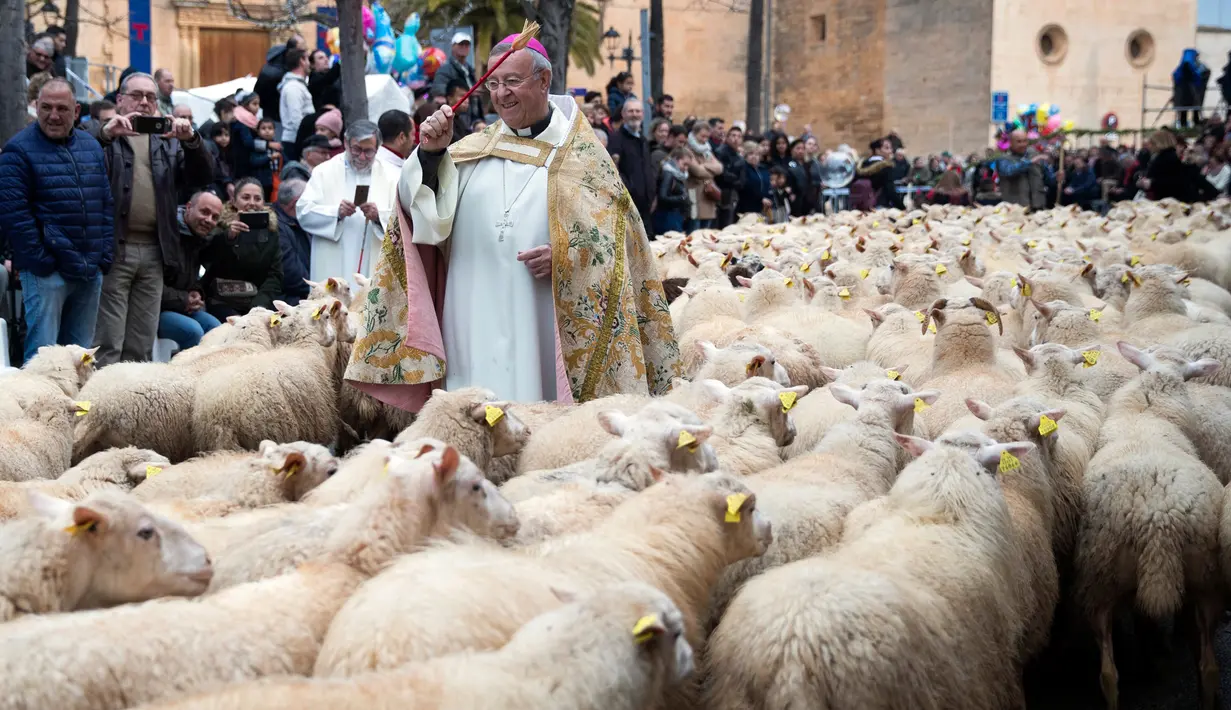 Kawanan domba diberkati selama upacara tradisional 'Beneides' pada peringatan Hari santo Antonius di Muro, pulau Balearic Spanyol, Kamis (17/1). Pada perayaan tahunan itu, para pemilik membawa hewan peliharaan untuk diberkati pastor. (JAIME REINA/AFP)
