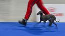 Seekor anjing Greyhound berkompetisi dalam European Dog Show 2021 di Budapest, Hungaria, 28 Desember 2021. European Dog Show 2021 berlangsung pada 28-31 Desember. (ATTILA KISBENEDEK/AFP)
