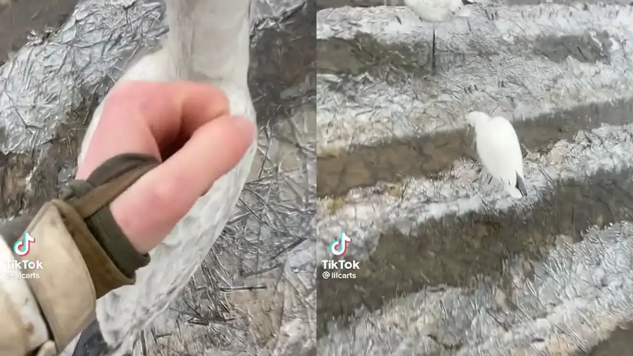 Video burung beku