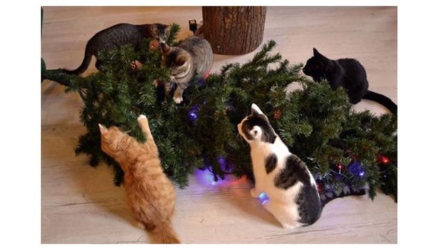 8 Potret Tingkah Kucing Merusak Pohon Natal, Bikin Tepuk Jidat