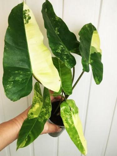 Philodendron variegata