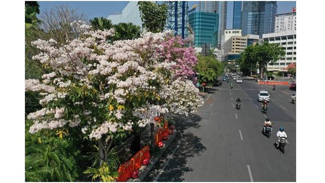 Banyak masyarakat yang mengabadikan mekarnya Bunga Tabebuya.