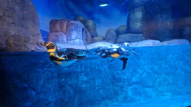 Menyapa Penguin Humboldt di BXSea, Opsi Habiskan Libur Akhir Pekan