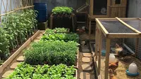 8 Cara Mengatur Sistem Kebun Sayur dan Ternak yang Saling Menguntungkan, Hemat dan Produktif