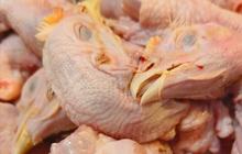 Proses Bersihkan Kepala Ayam dengan Mudah, Ikuti Langkah-langkah Ini