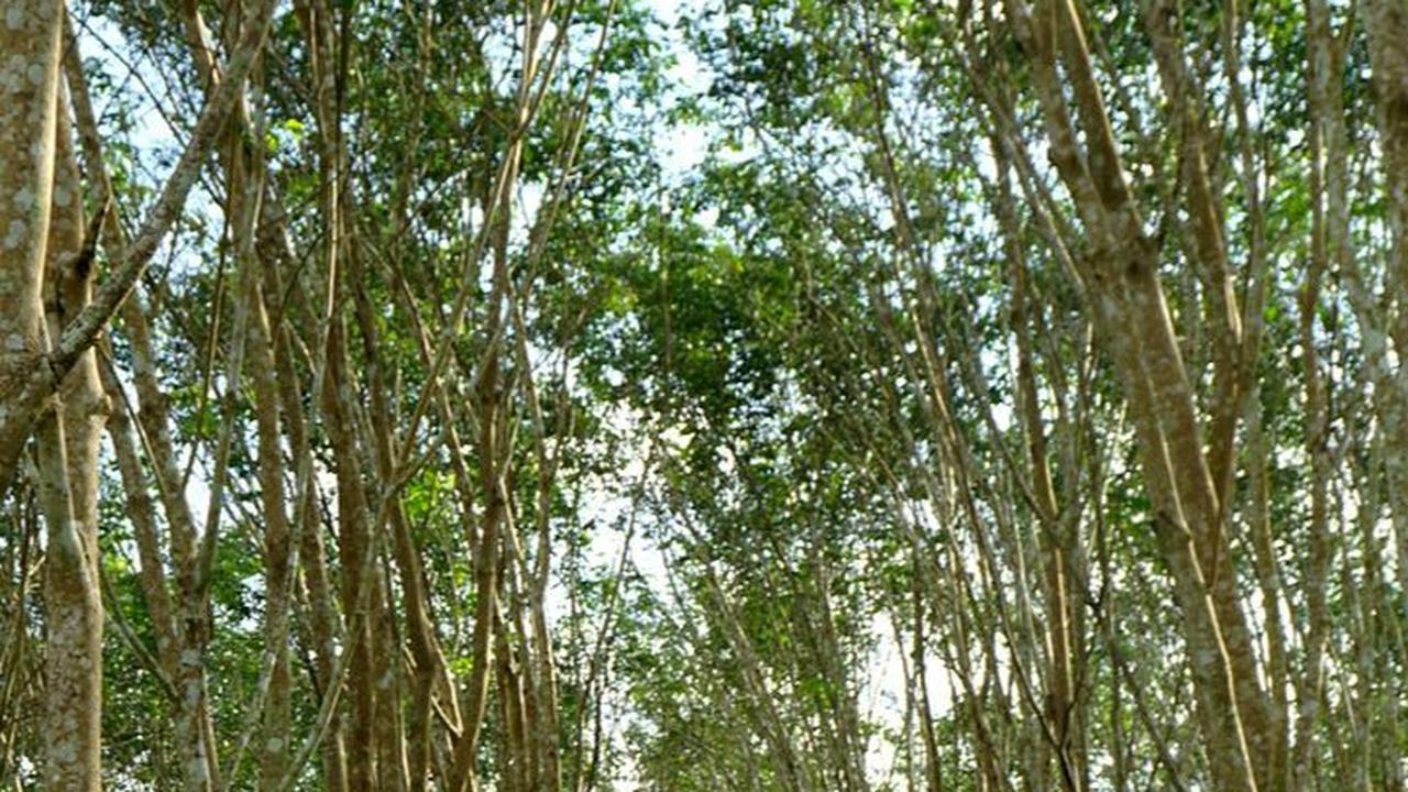 Kilas Balik Perkebunan Karet di Aceh Timur, Komoditas yang Tak Kalah Berharga dari Rempah-Rempah
