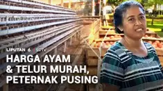 Semakin murahnya harga telur dan ayam potong di pasaran bikin pusing para peternak. Pasalnya, ketika harga jual ayam dan telur anjlok, biaya operasional masih tinggi.