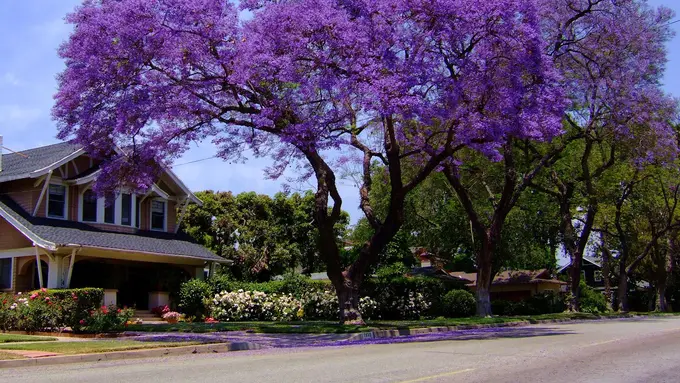 12 Pohon 'Bertubuh Seksi' Bikin Kamu Ingin Memanjatnya Tiap Hari