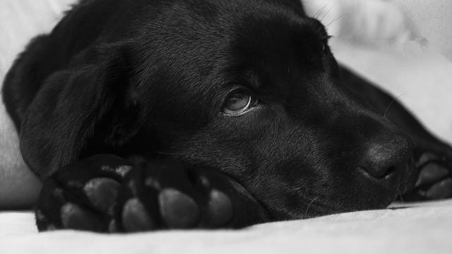 Ilustrasi anjing lesu (pixabay)