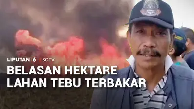 Kebakaran menghanguskan belasan hektare lahan tebu siap panen milik PTPN XI Gunungsari, Jember, Jawa Timur. Kobaran api dengan asap yang membubung tinggi memicu kepanikan warga.