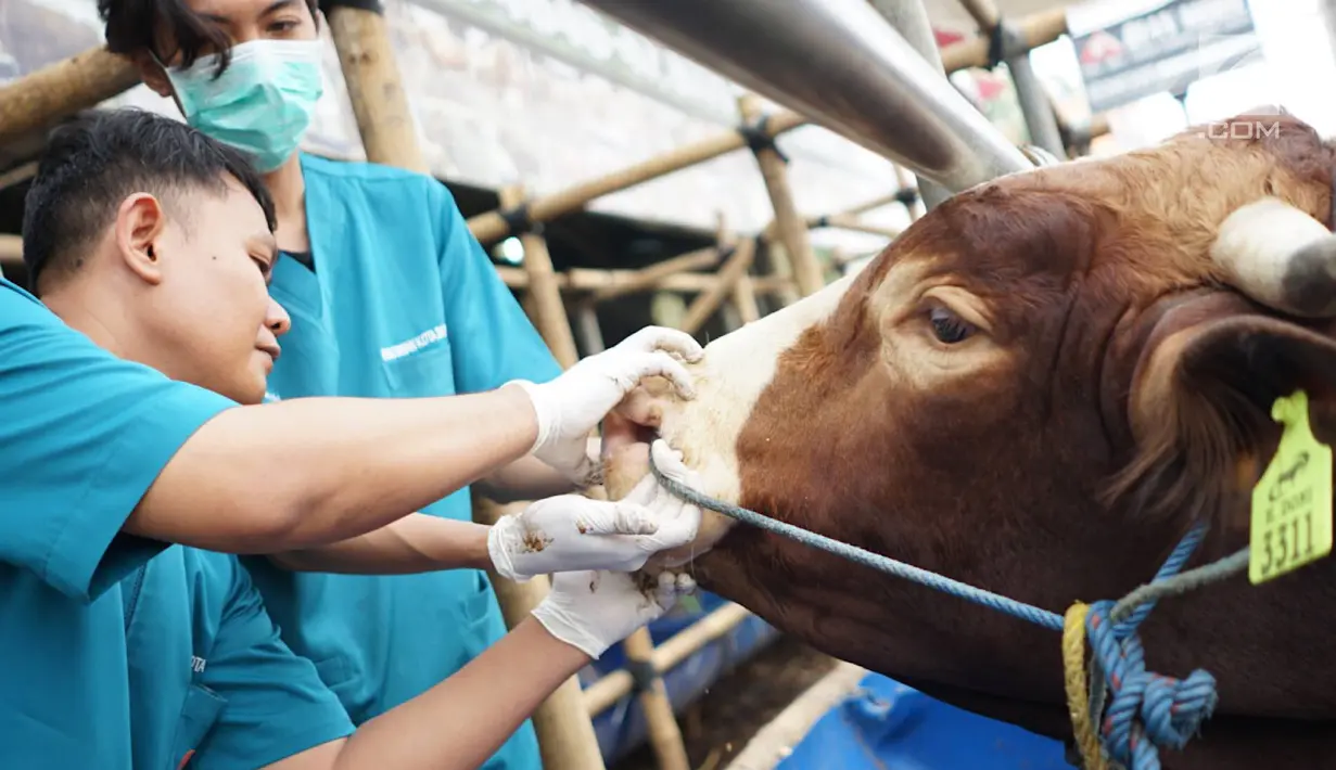 Petugas Dinas Peternakan dan Pertanian memeriksa selaput lendir sapi kurban yang dijual di Mall Hewan Kurban H. Doni, Depok, Jawa Barat, Senin (29/7/2019). Pemeriksaan guna menjamin kelayakan dan kesehatan medis hewan kurban untuk dikonsumsi pada Idul Adha mendatang. (Liputan6.com/Immanuel Antonius)
