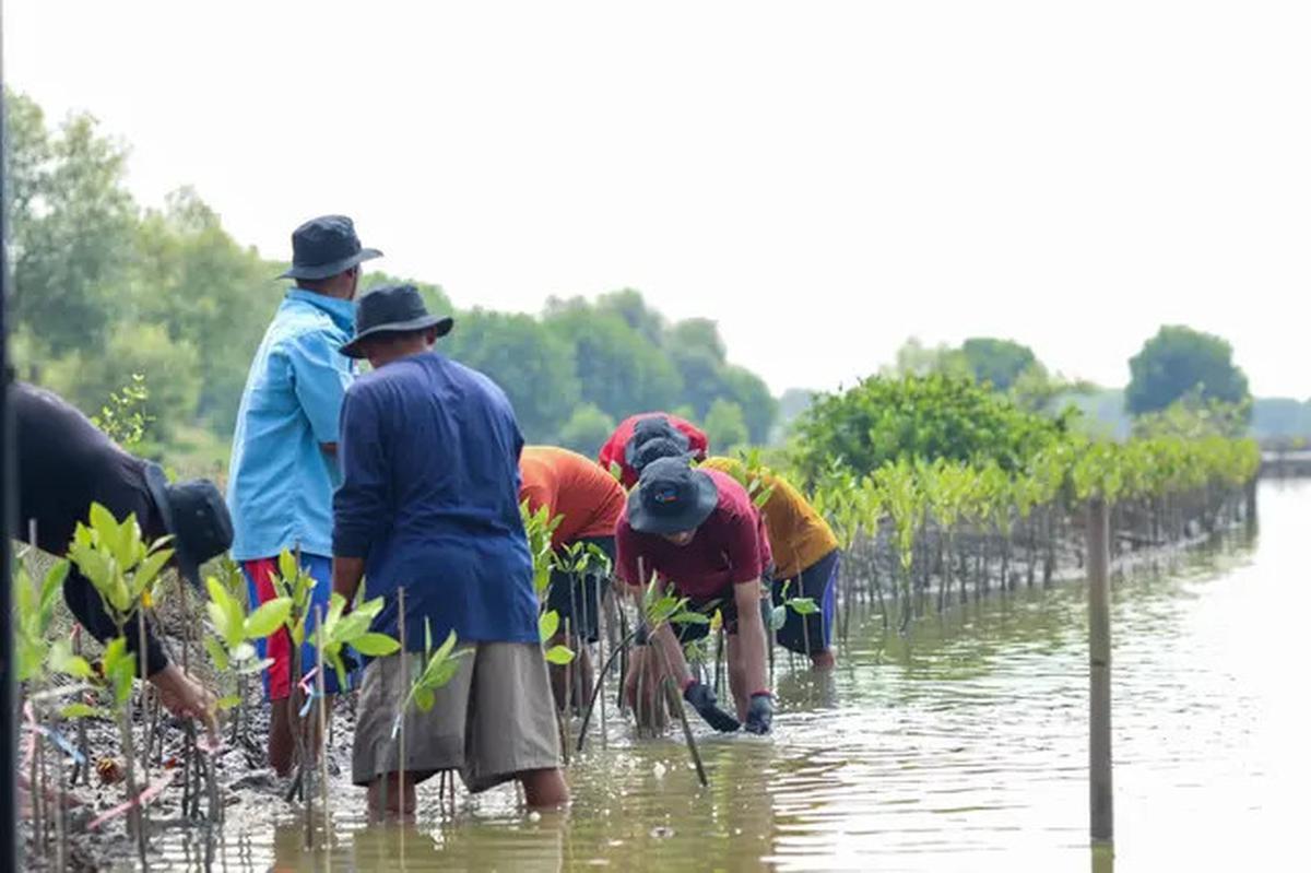 Hari Mangrove Sedunia 2025, BRI Tunjukkan Aksi Nyata Selamatkan Ekosistem Pesisir Muara Gembong Bekasi Lewat BRI Menanam - Grow &amp; Green