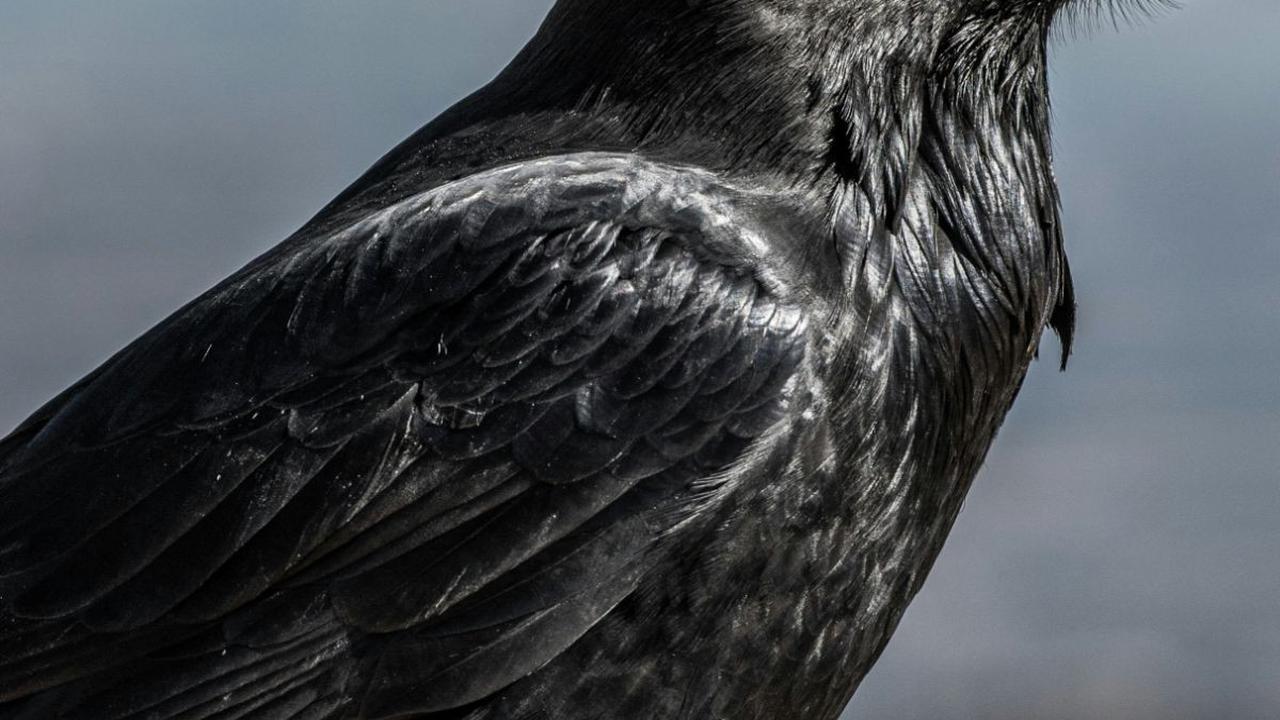 Mitos tentang Burung Gagak yang Membawa Nasib Buruk