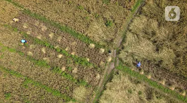 Pandangan udara saat petani memanen padi dari Sawah Abadi di kawasan Ujung Menteng, Jakarta, Rabu (23/2/2022). Lahan seluas tiga hektare di bawah Dinas Ketanganan Pangan Kelautan dan Pertanian (KPKP) DKI Jakarta tersebut mampu menghasilkan padi seberat 19,5 ton. (merdeka.com/Imam Buhori)