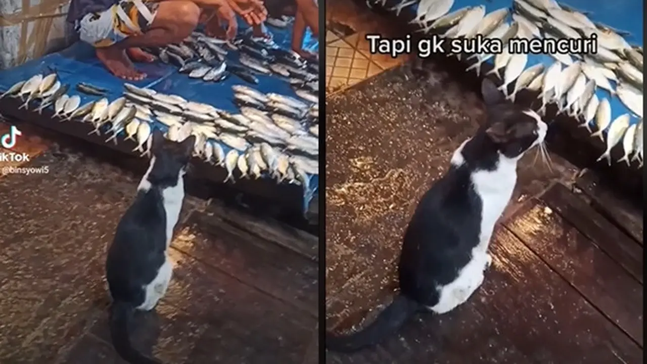 Kucing Santun Ini Rela Tunggu Diberi Ikan daripada Harus Mencuri, Aksinya Bikin Kagum