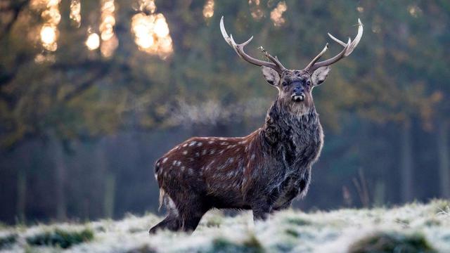 Ilustrasi hewan rusa (AFP)