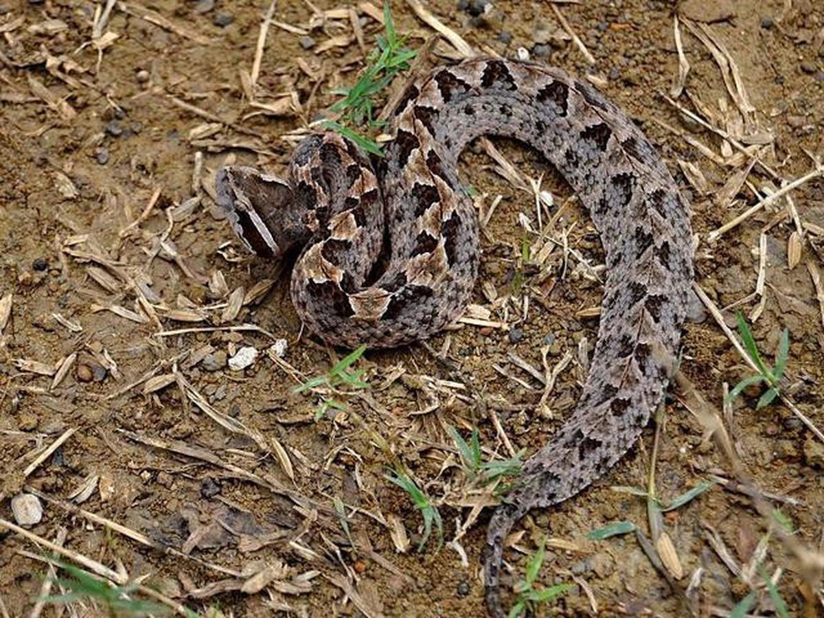 8 Jenis Ular yang Berkembang Biak di Area Berbatu, Pelajari Cara Pencegahannya