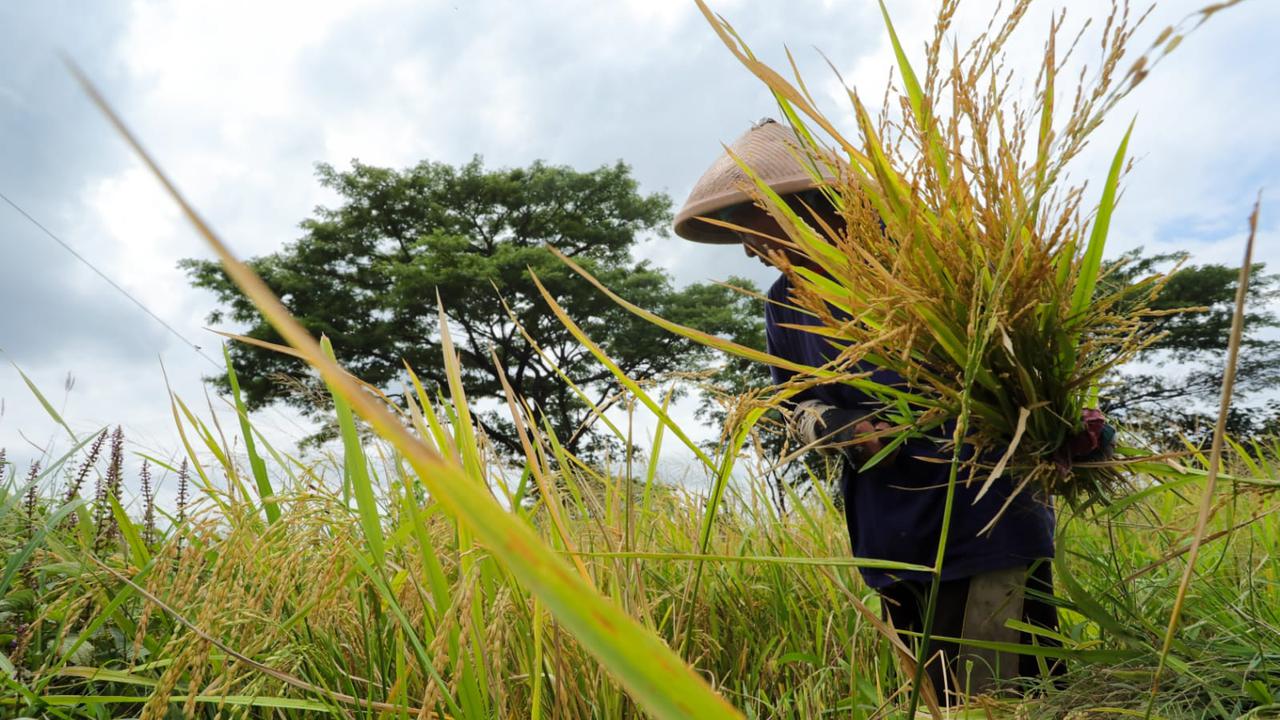 Mengenal Kelebihan Beras Srinuk, Produk Unggulan Klaten yang Dipromosikan Ganjar Pranowo