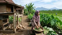 8 Ide Kombinasi Ternak Hewan Mini dan Kebun untuk IRT yang Rumahnya Dekat Sawah