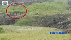 Melalui pantauan CCTV yang dipasang BKSDA Riau, harimau yang telah menewaskan dua warga di kawasan Indragiri Hilir masih berkeliaran di sekitar permukiman penduduk.