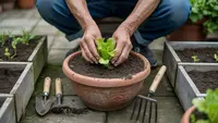 Cara Berkebun di Pekarangan Rumah untuk Pemula, Panen Sayur Segar dari Lahan Sempit