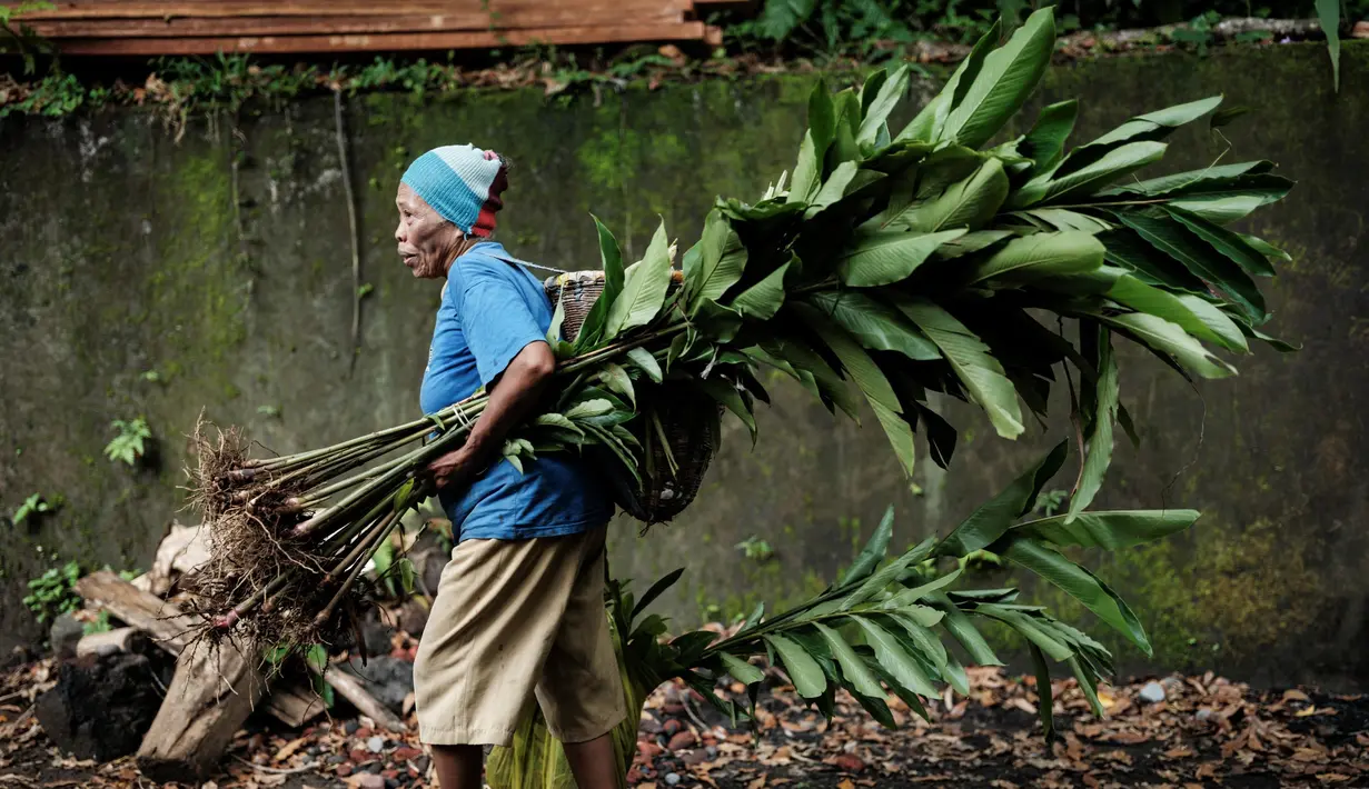 Saat ini, para petani mengatakan bahwa perubahan iklim menjadi ancaman terbesar bagi tanaman cengkih. (Yasuyoshi CHIBA/AFP)