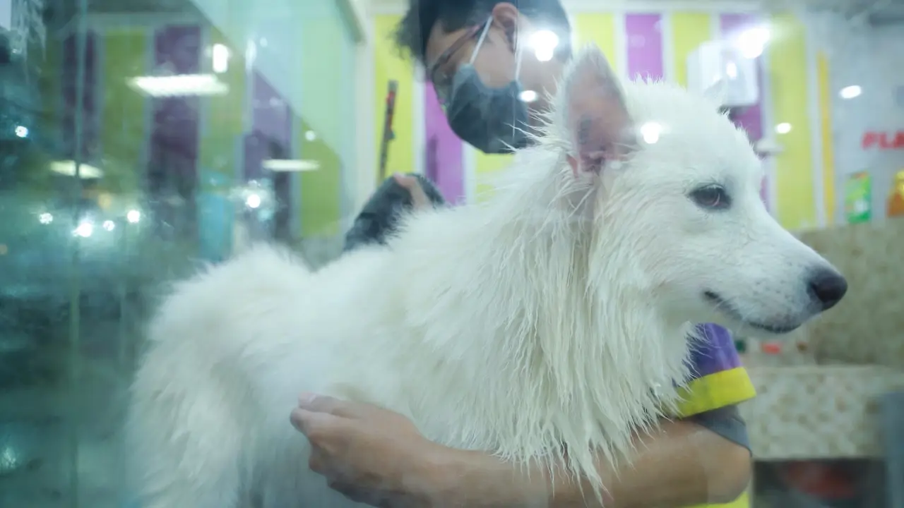 Ramuan Ajaib Atasi Penyakit Kulit Pada Anjing dan Kucing