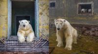 6 Potret Beruang Kutub Tinggal di Rumah Terbengkalai Ini Unik, Lengkap Bersama Keluarga (Sumber: Instagram/@master.blaster)