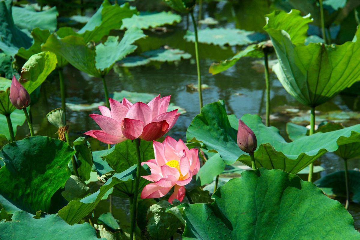 Bunga yang Hidup di Air Seperti Lotus.