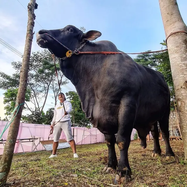 6 Potret Selebriti Berburu Hewan Kurban, Raffi Ahmad Beli Sapi Jumbo