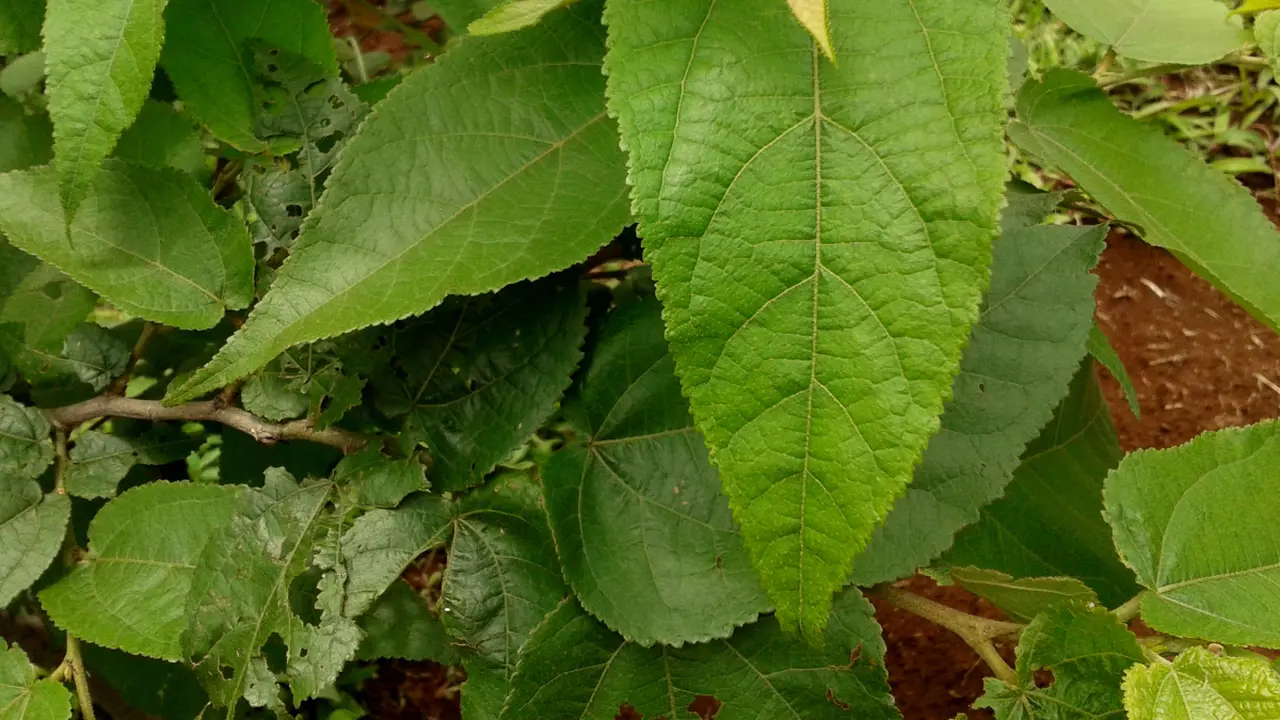 Dua Herbal Ini Bantu Perbaiki Resistensi Insulin