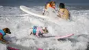 Anjing-anjing berkompetisi dalam acara tahunan Surf City Surf Dog di Huntington Beach, California padaSabtu (25/9/2021). Para anjing menaklukkan ombak di atas papan surfingnya. (AP Photo/Ringo H.W. Chiu)