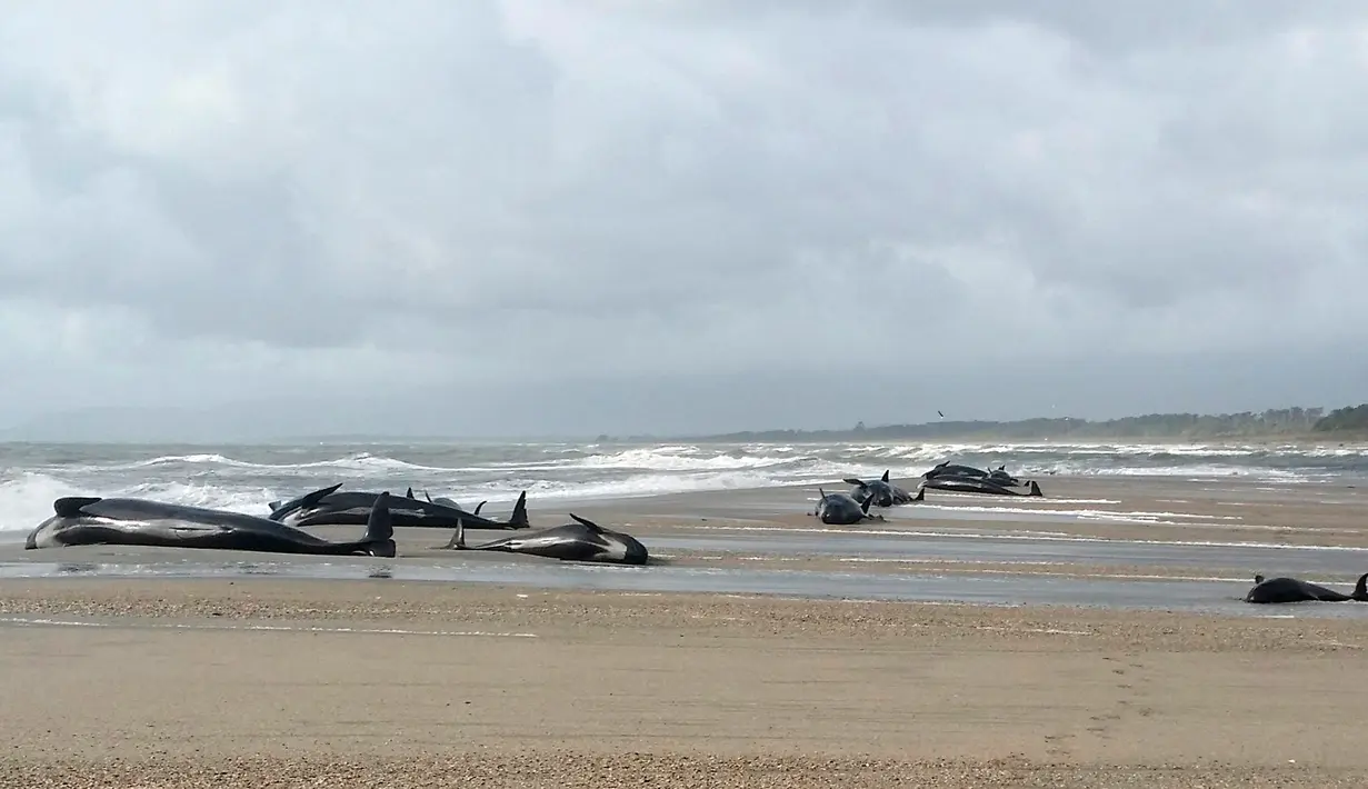 Penampakan puluhan paus pilot yang terdampar di Haast, pantai barat Pulau Selatan Selandia Baru, Kamis (5/4). (New Zealand Department of Conservation via AP)