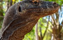 Anak Komodo Coba Diselundupkan ke Bali, Modus Dibungkus Kaus Kaki dan Disimpan di Ransel